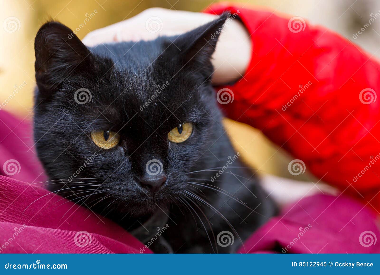 Friendly black cat stock image. Image of dark, caress 85122945