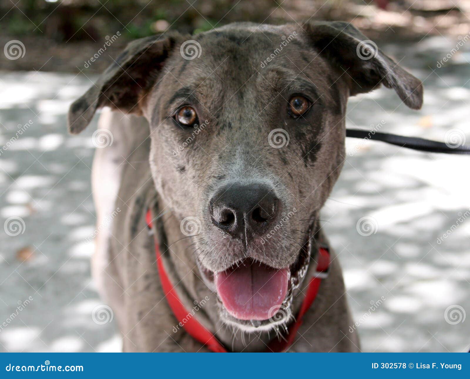 Catahoula sales weimaraner mix