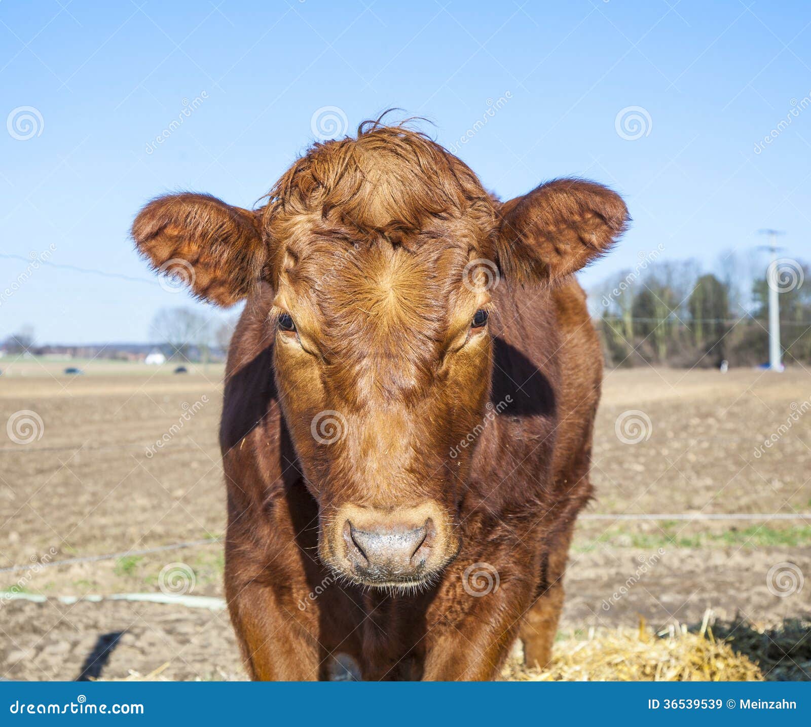 Friendly cattle on straw stock image. Image of front 36539539
