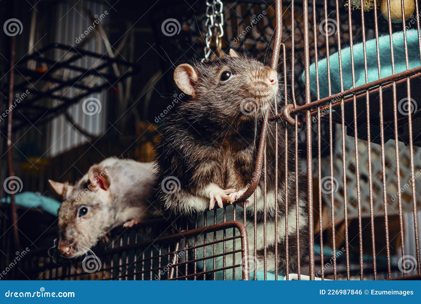 Patchwork Hairless Pet Rat stock photo. Image of molting 226987846
