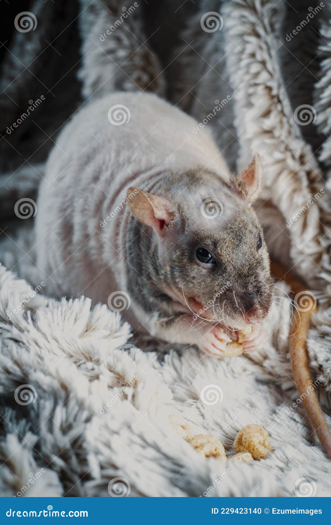 Patchwork Hairless Pet Rat stock photo. Image of doublerex 229423140