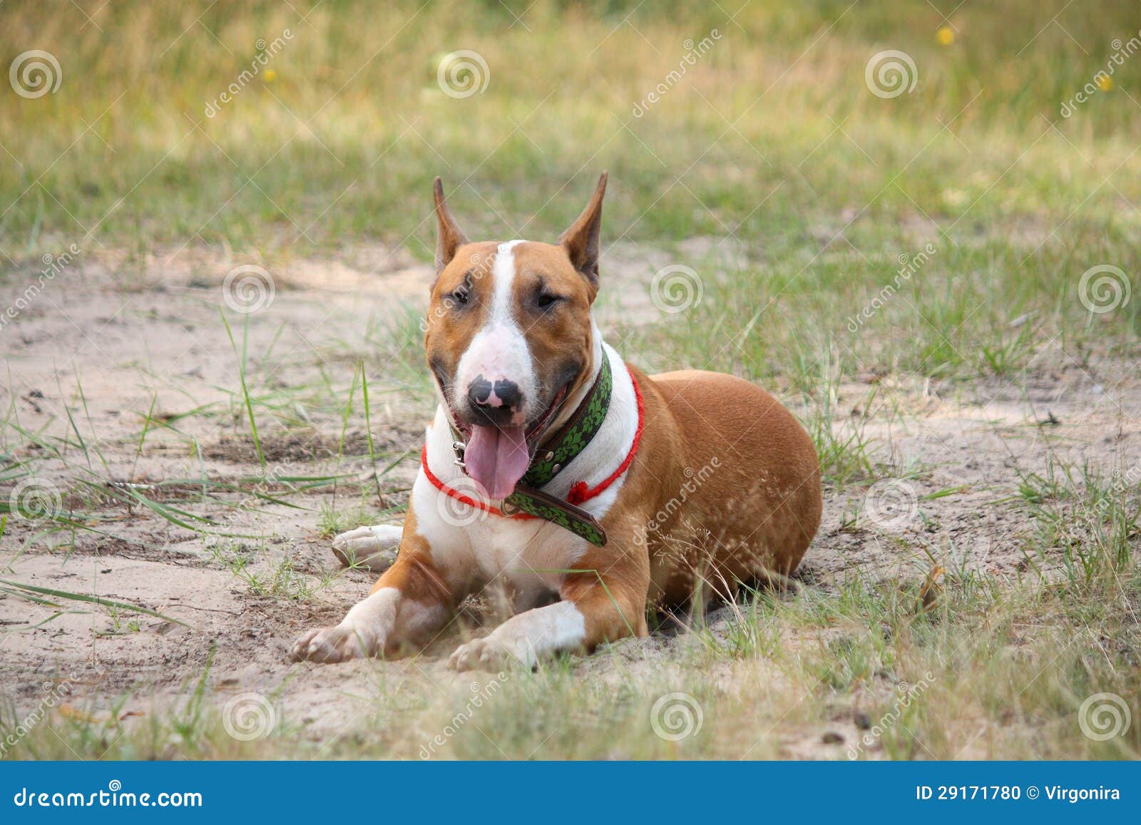 Friendly English Bull Terrier Resting on the Ground Stock Photo Image