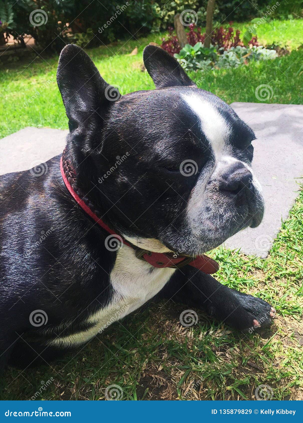 The Friendly Face Of A Boston Terrier Stock Image Image