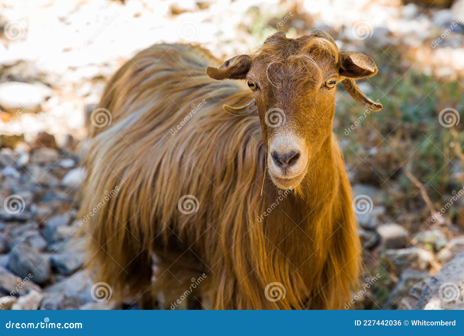 friendly goats in the imbros gorge in western crete, greece