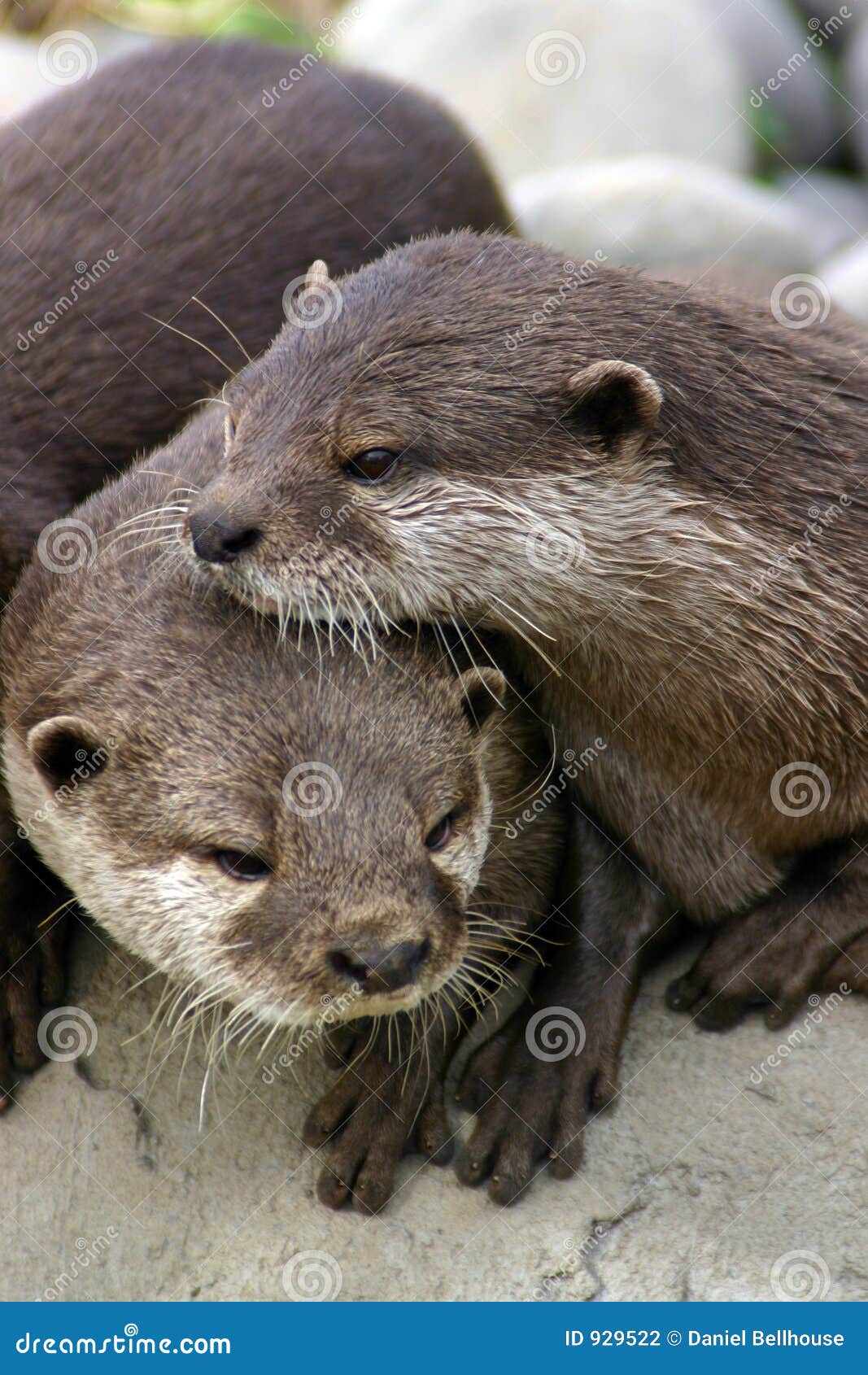 Friendly Otters stock photo. Image of family, cute, whiskered 929522
