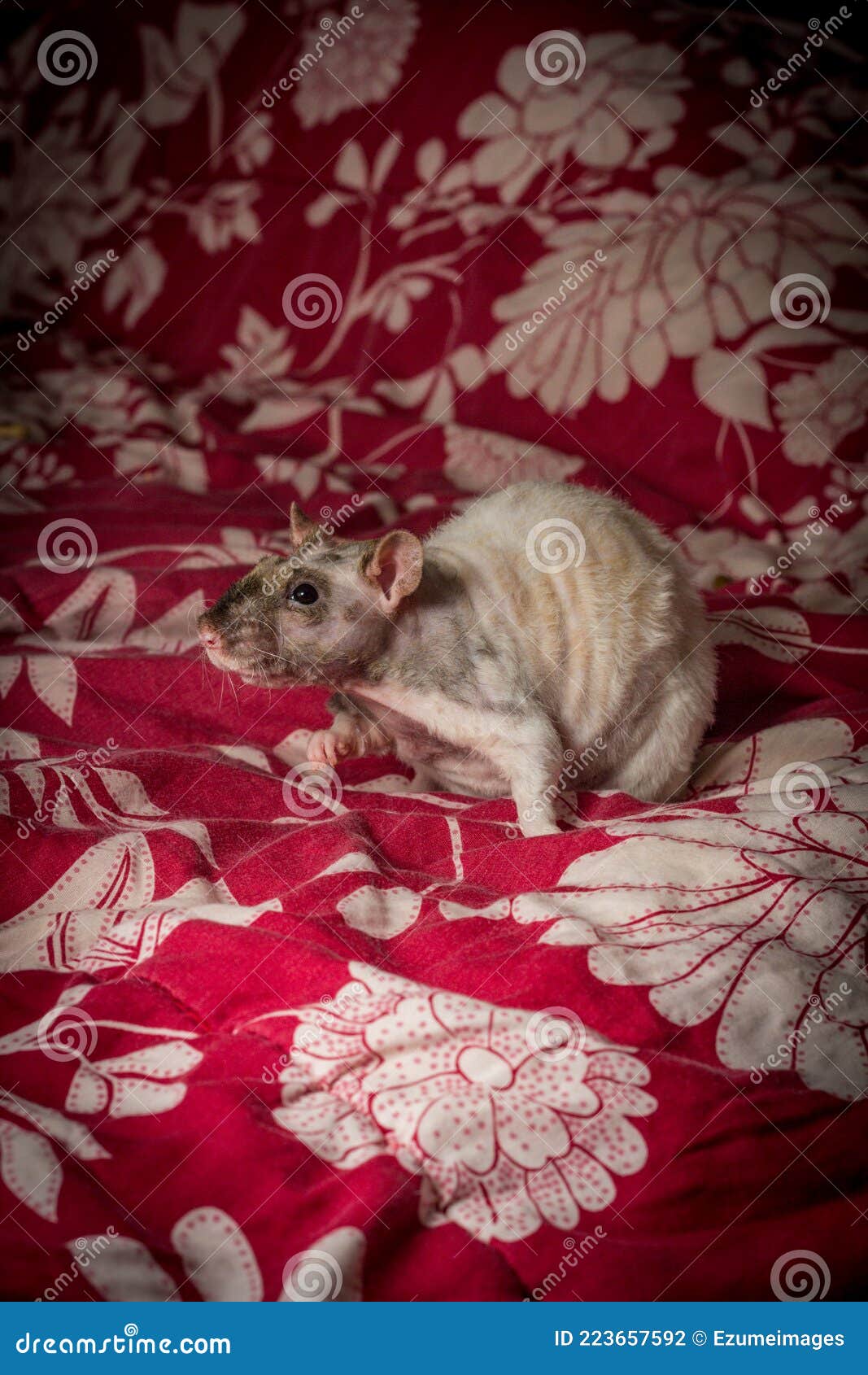 Hairless Rat on Bed stock photo. Image of domesticated 223657592