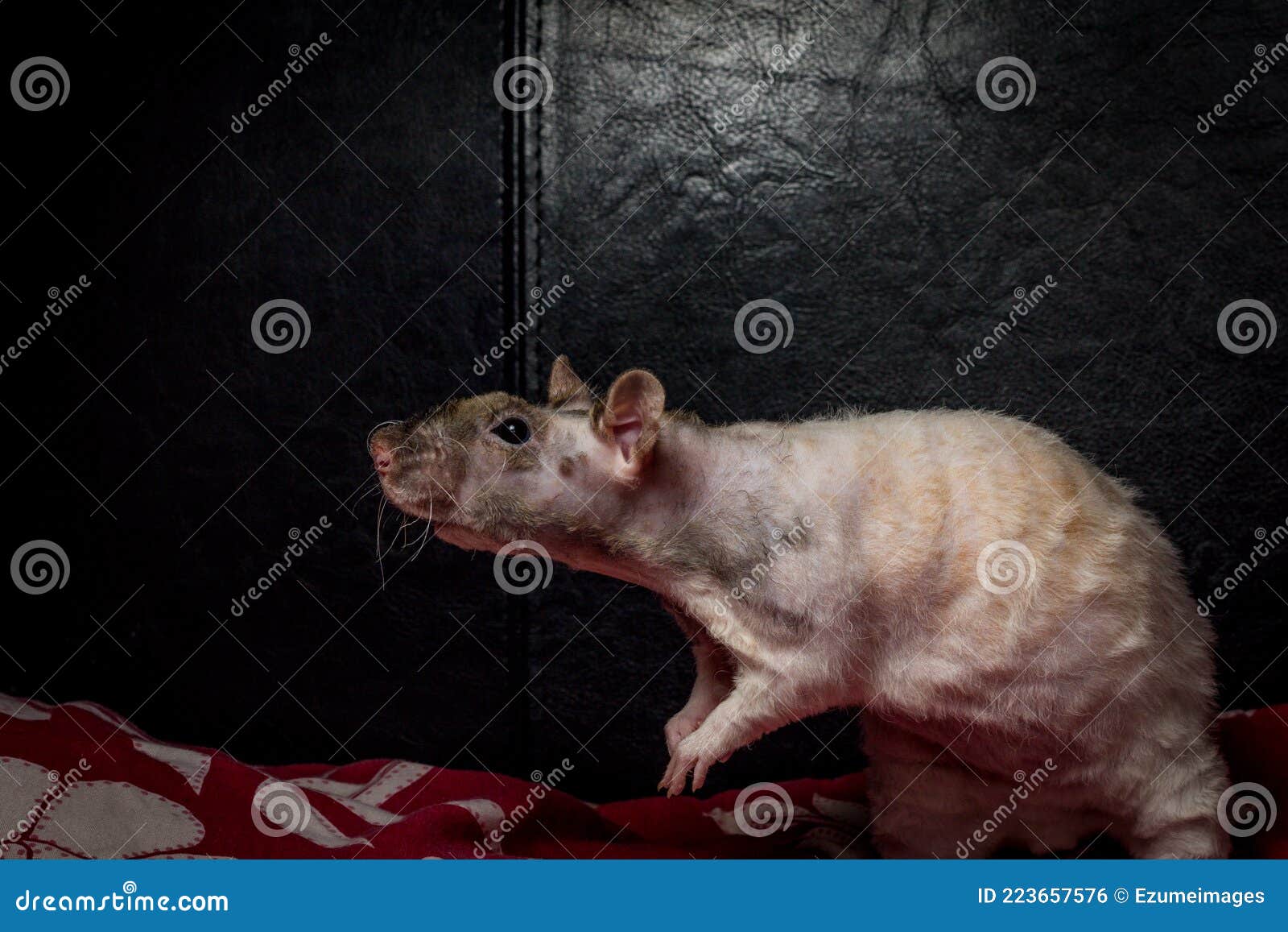 Hairless Rat on Bed stock photo. Image of freedom, sneaking 223657576