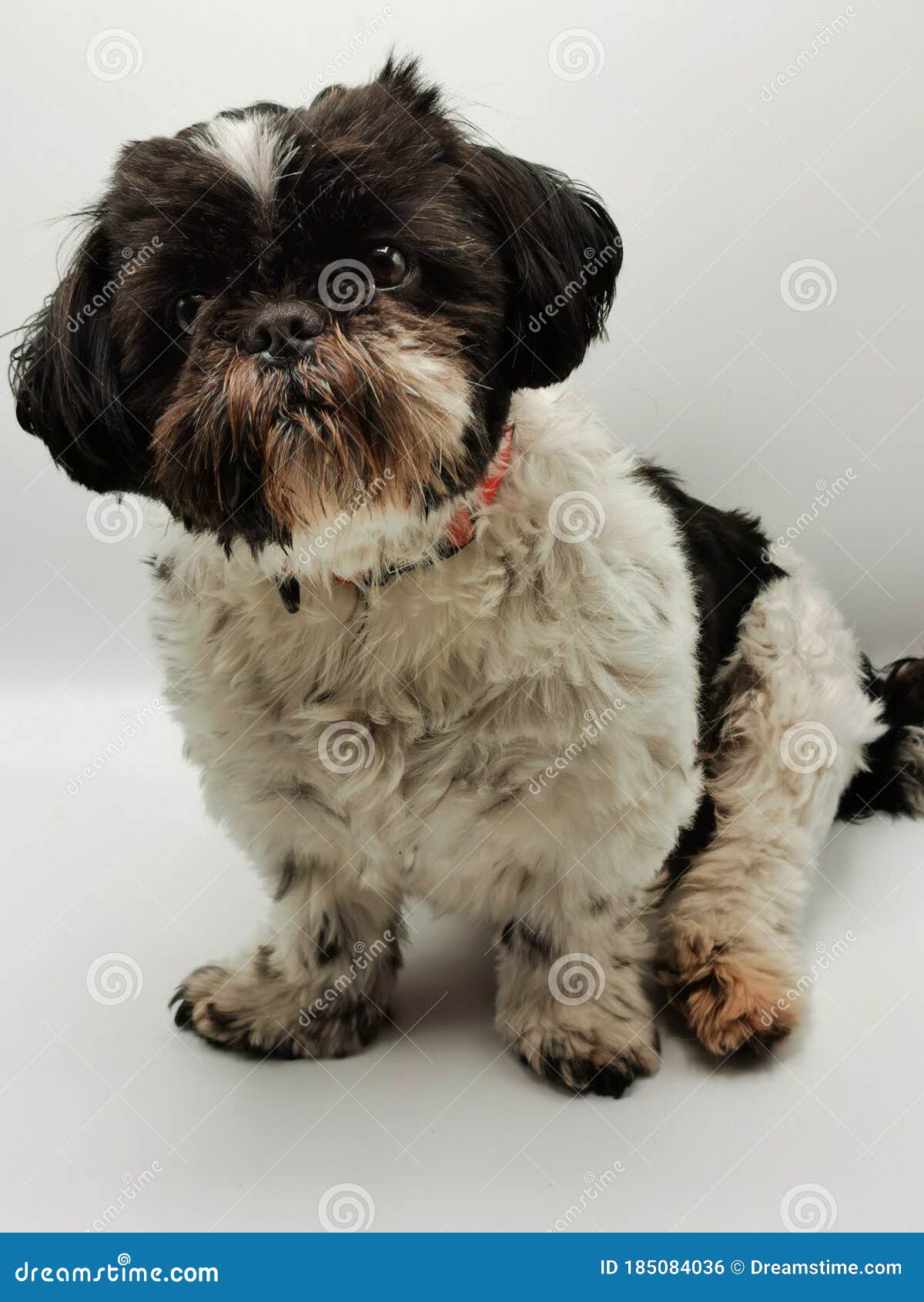 Ewok Photos Free Royalty Free Stock Photos From Dreamstime