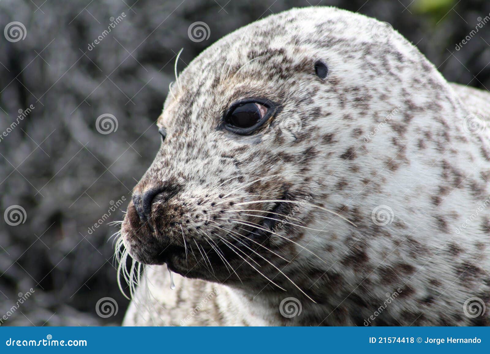 Friendly seal stock photo. Image of skin, marine, wildlife 21574418