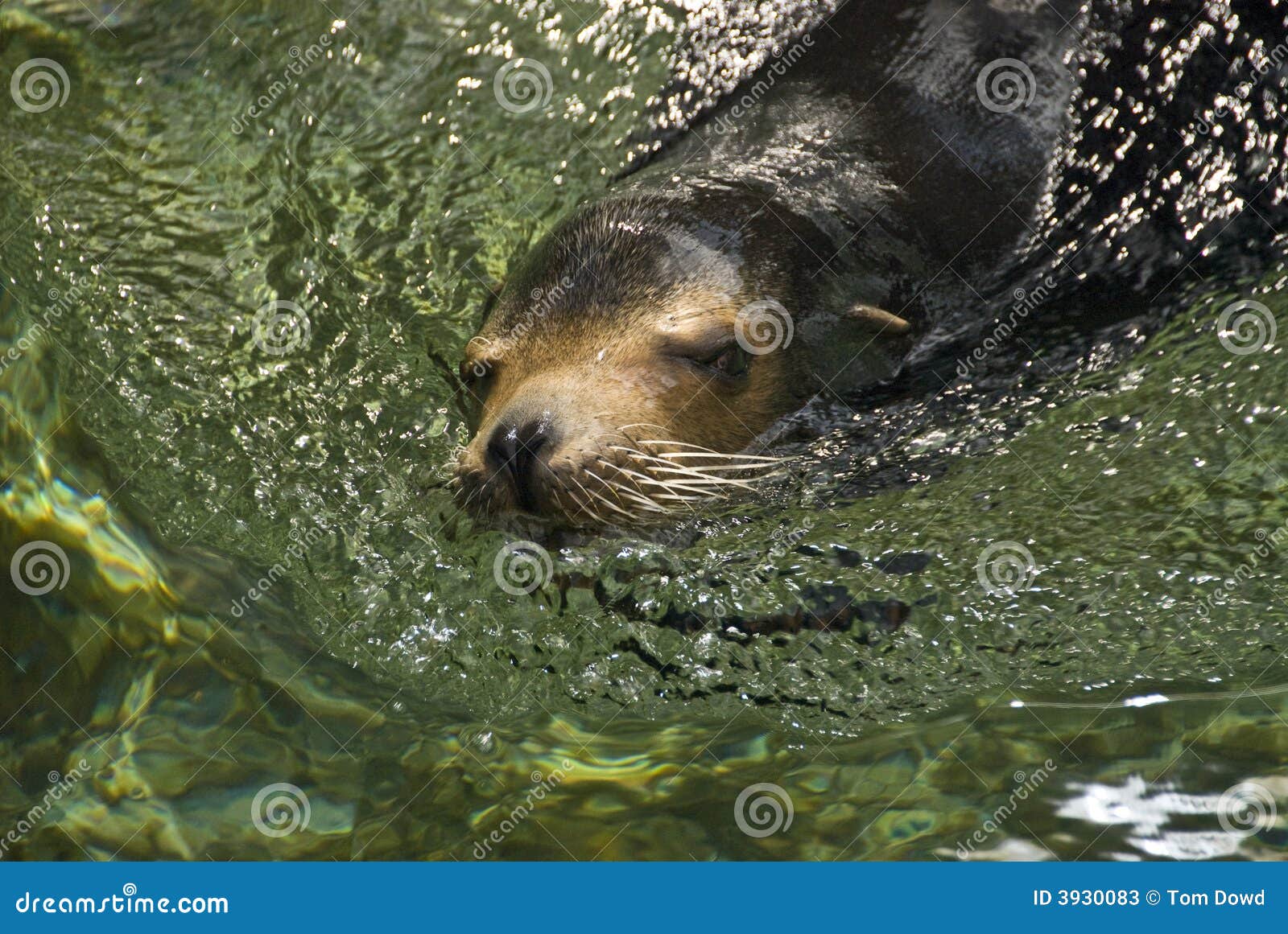 Friendly seal stock image. Image of swimmer, green, tropical 3930083