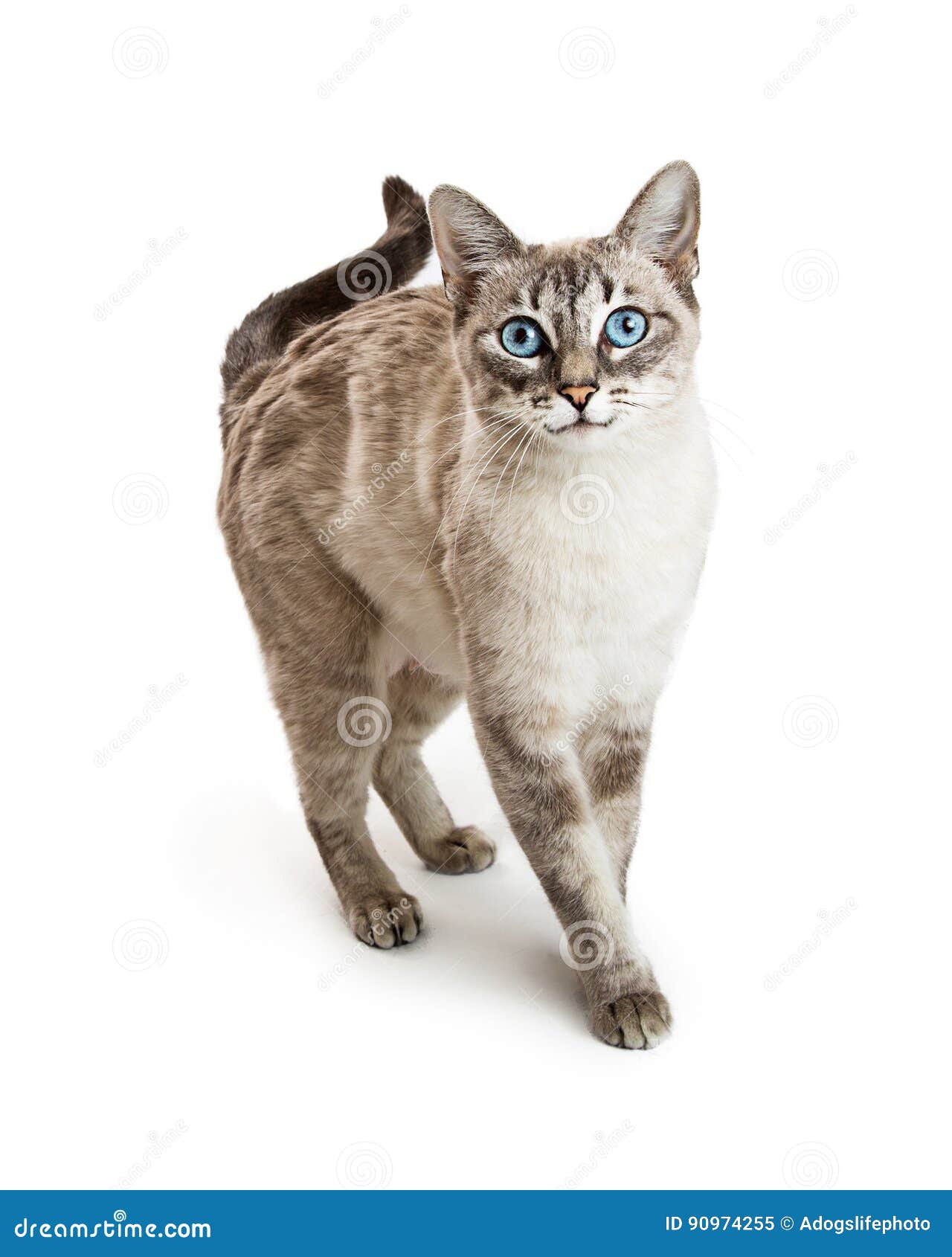 Friendly Siamese Cat Walking Forward Stock Image Image of forward