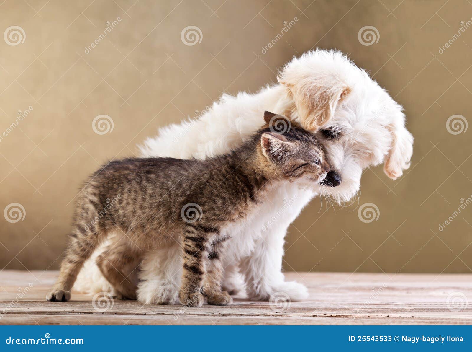 friends - dog and cat together