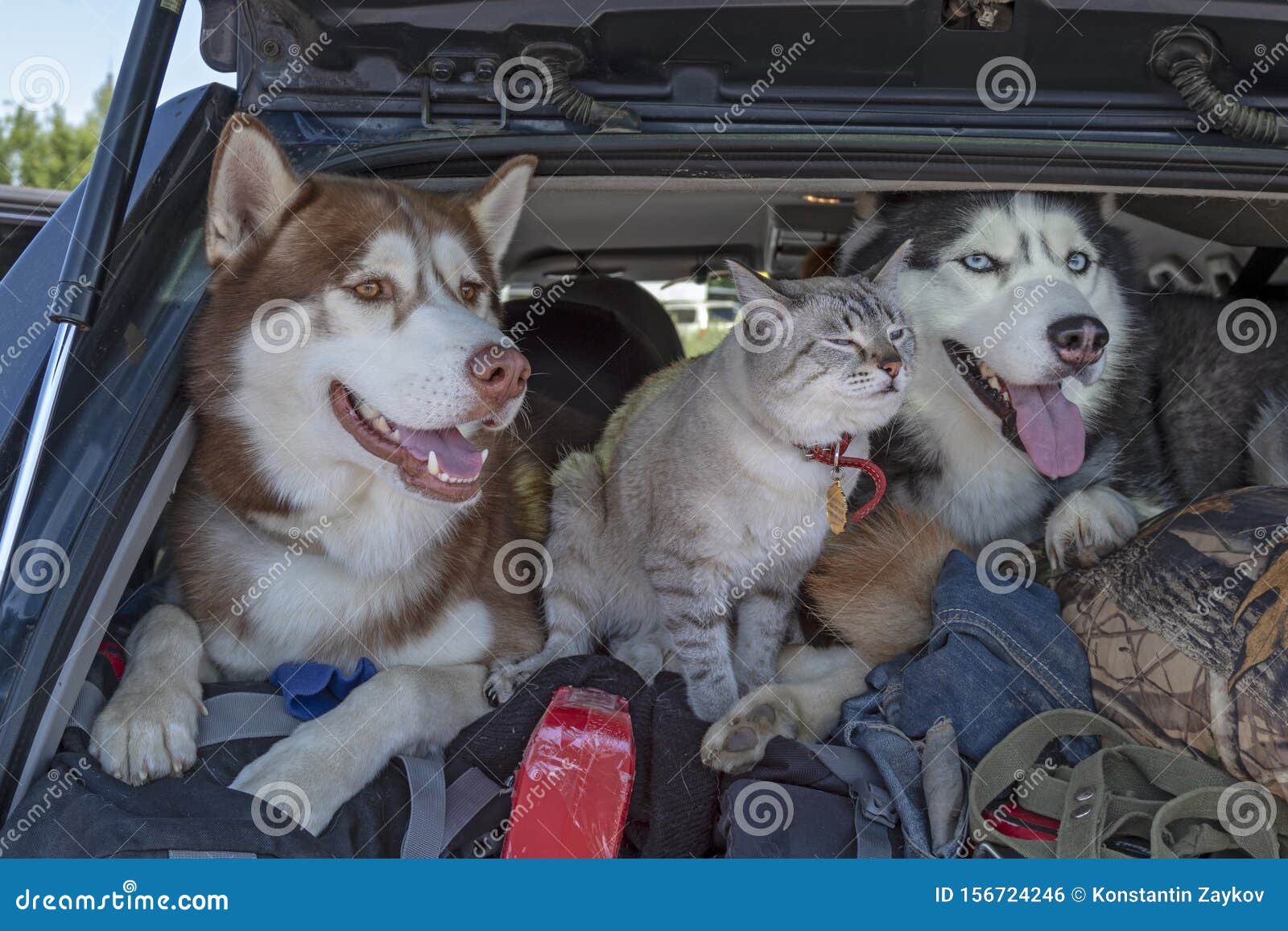 friendship cat and dog. two husky dogs and cat with blue eyes in the trunk car.