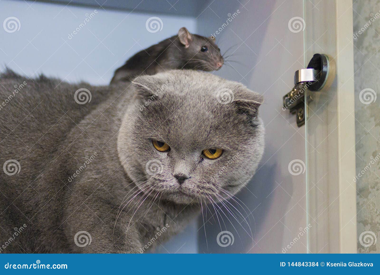Friendship Concept Rats Gray On A Gray Cat Symbol Of Stock Photo Image Of Chinese Home Friendship Concept Rats Gray On A Gray Cat Symbol Of Stock Photo Image Of Chinese Home