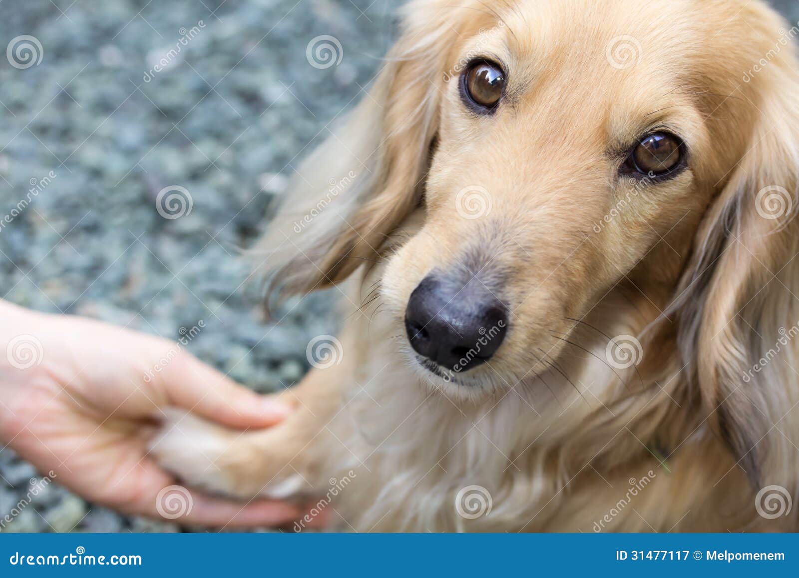 human hair dog