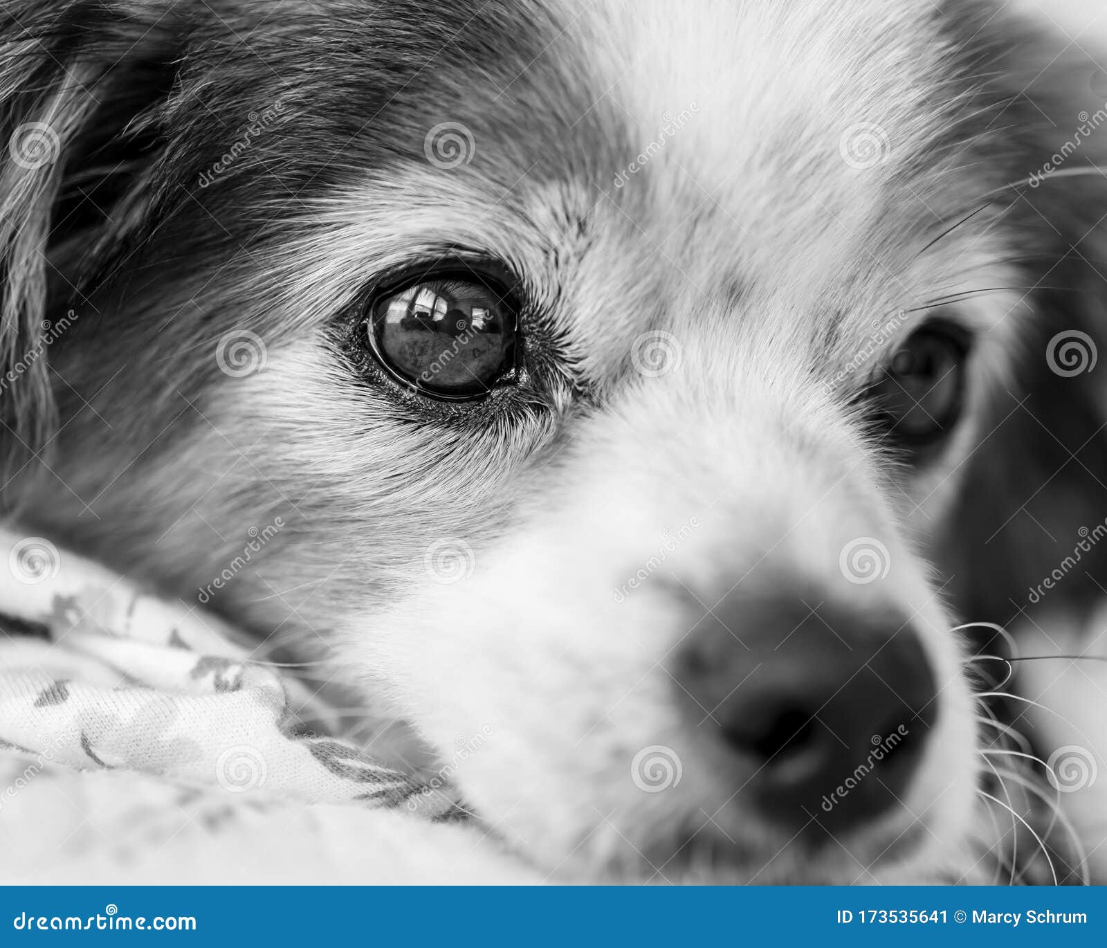 2,359 Dog Eye Side Stock Photos Free & RoyaltyFree Stock Photos from