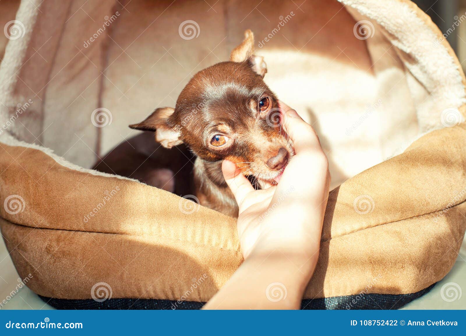 Friendship Trusting Devotion Little Toy Terrier Dog Licking Y