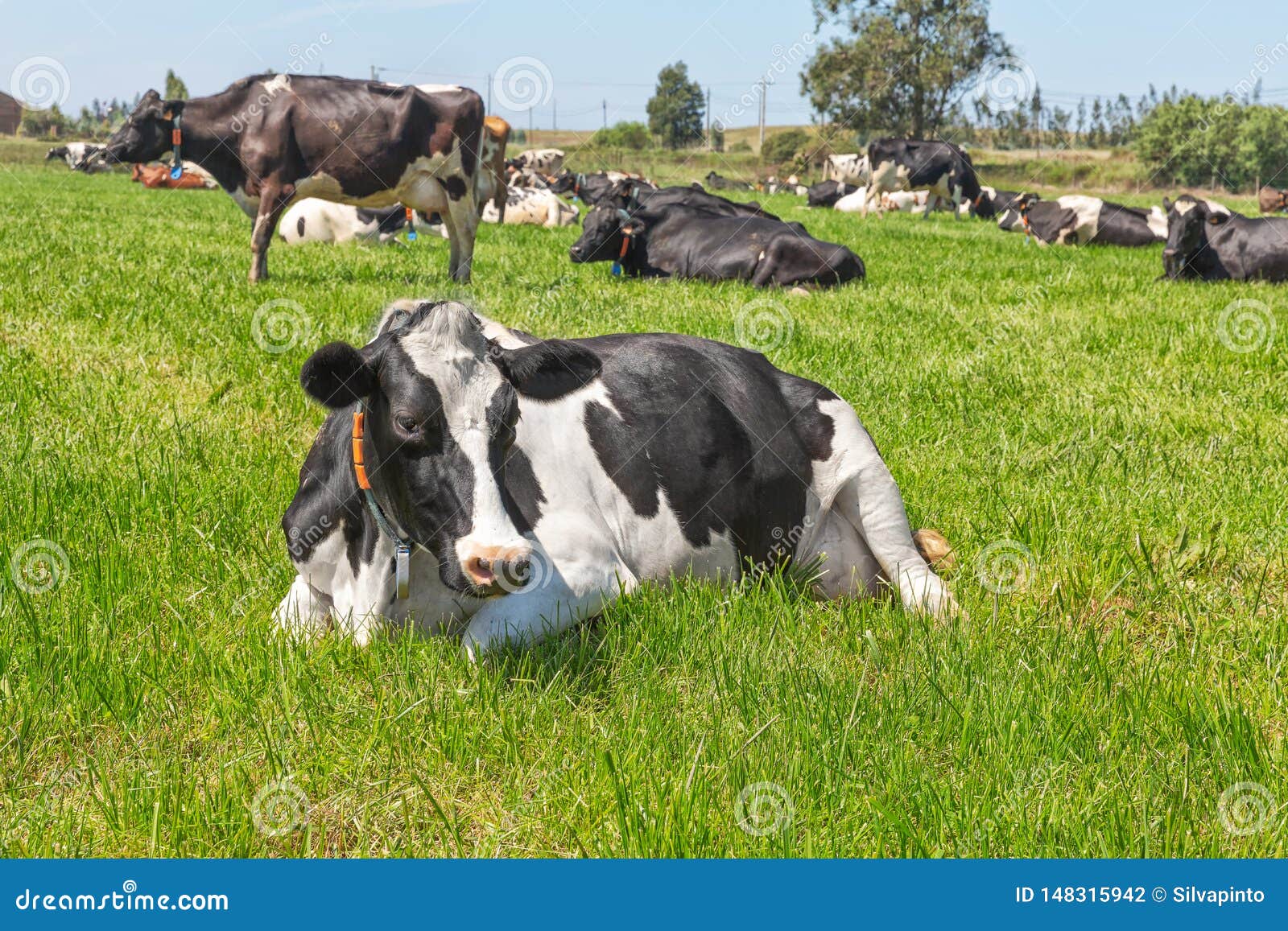 Friesian Holstein Dairy Cow Lying on Green Grass Stock Photo - Image of ...