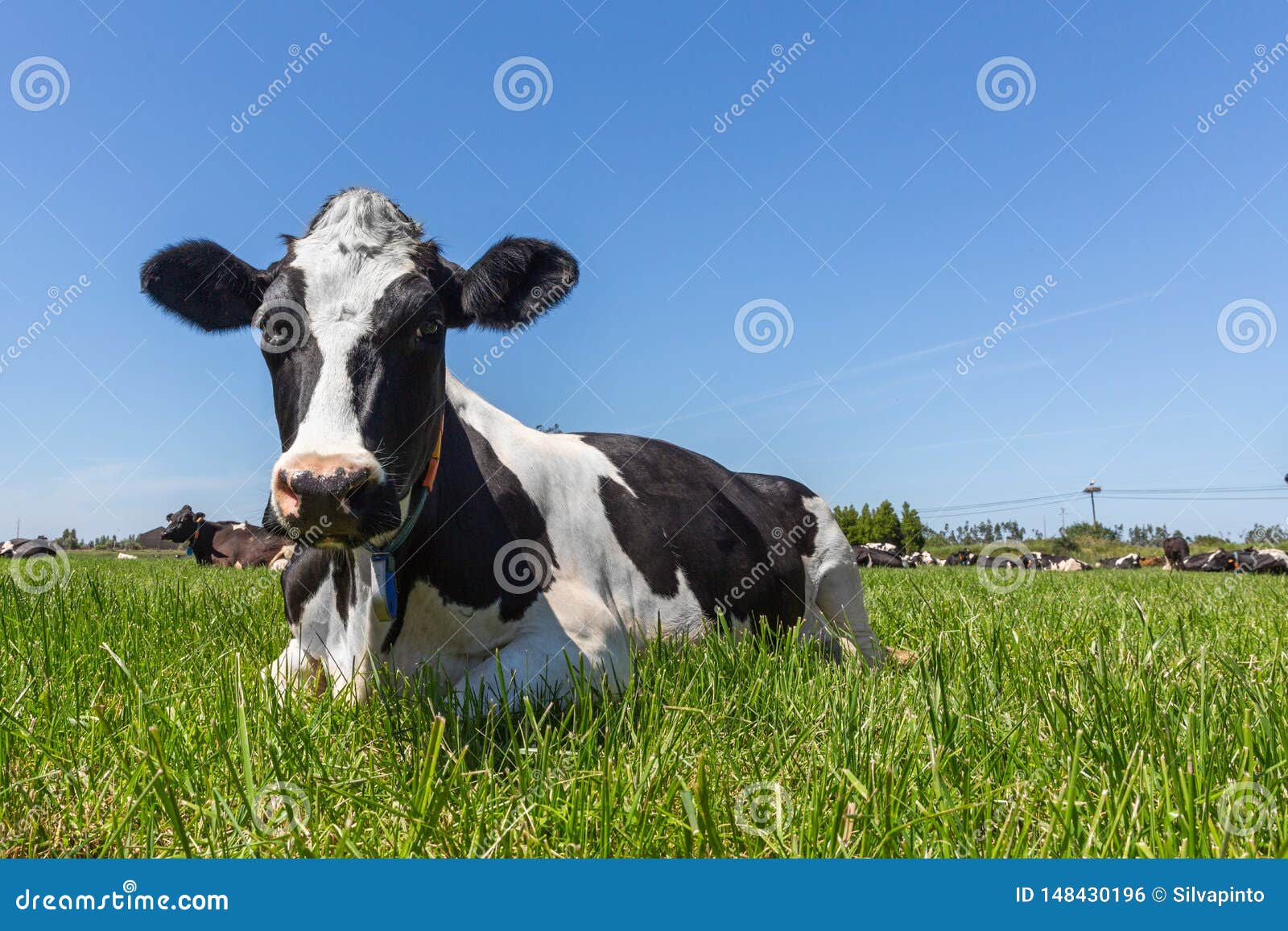 Friesian Holstein Dairy Cow Lying on Green Grass Stock Photo - Image of ...