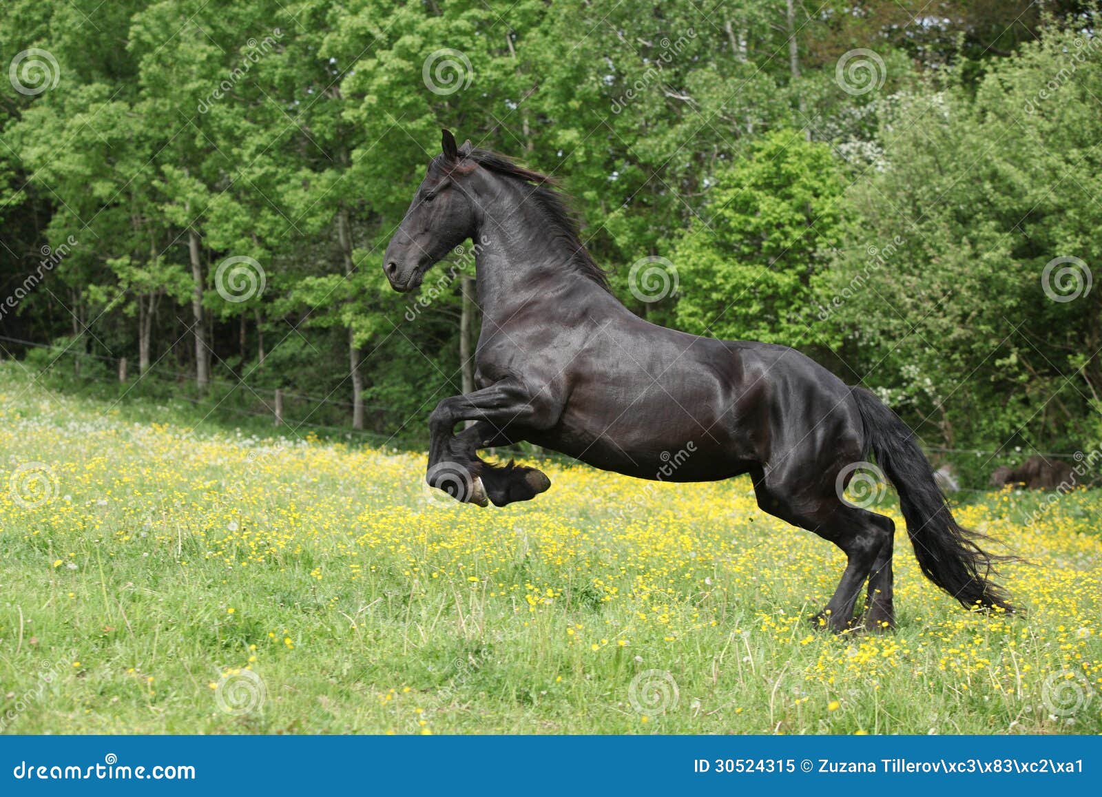 Jumping Friesian Horse Stock Photography | CartoonDealer.com #90866360