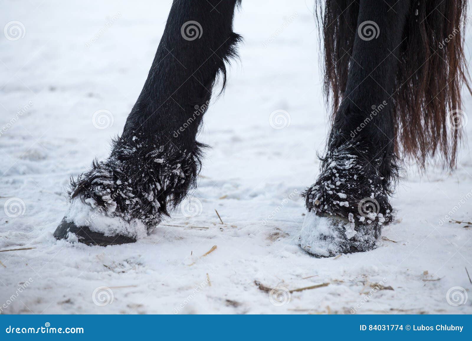 Friesian horses hooves stock photo. Image of countryside 84031774