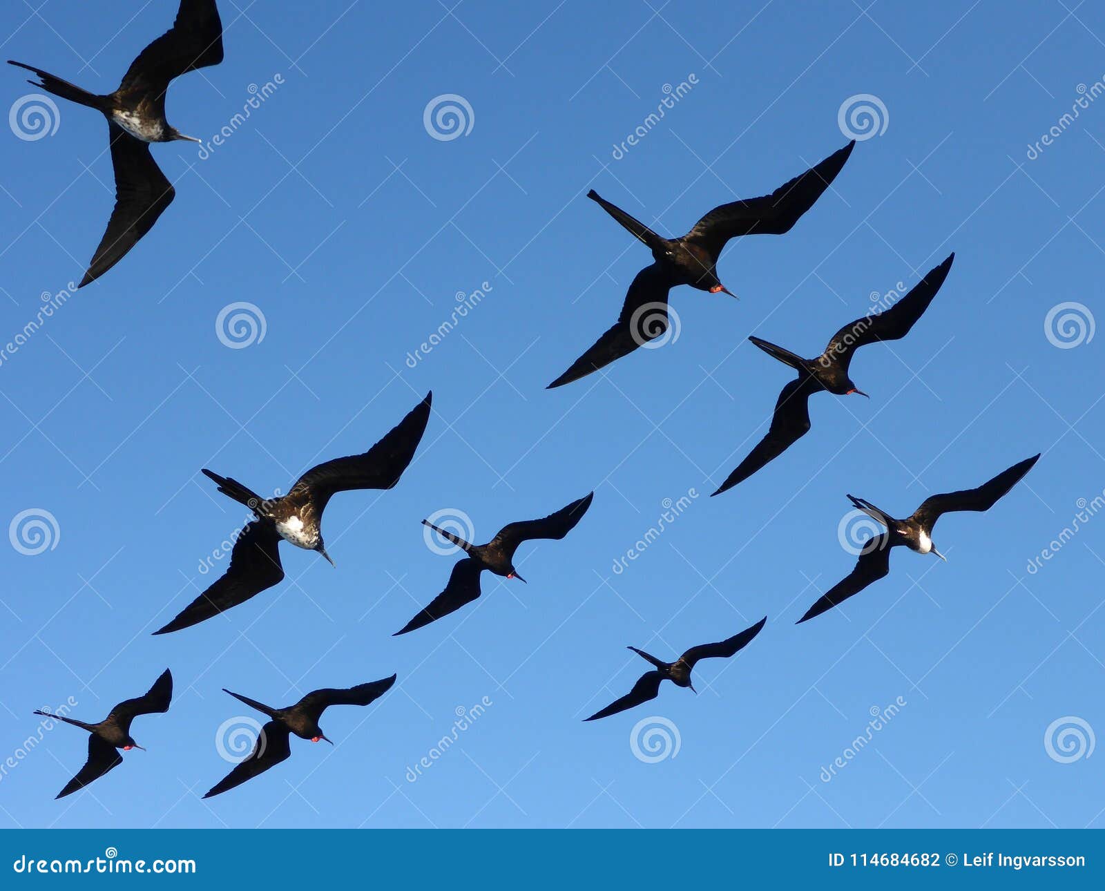 Frigatebirds在加拉帕戈斯群岛. 飞行在海的Frigatebirds，在加拉帕戈斯群岛，厄瓜多尔，南美