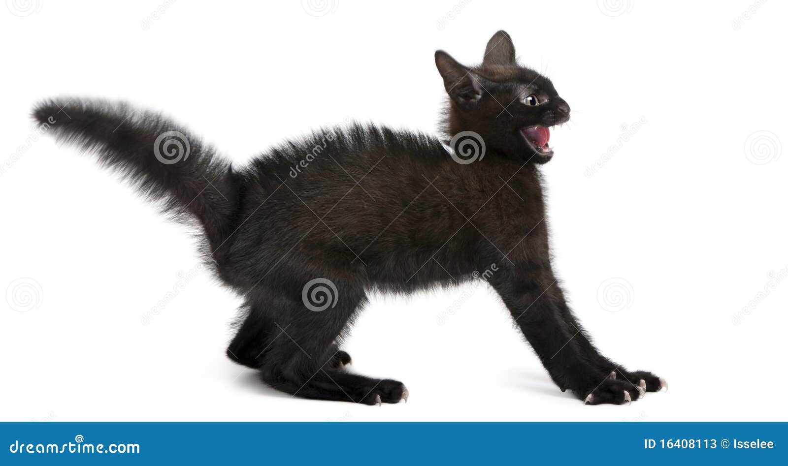 frightened black kitten standing