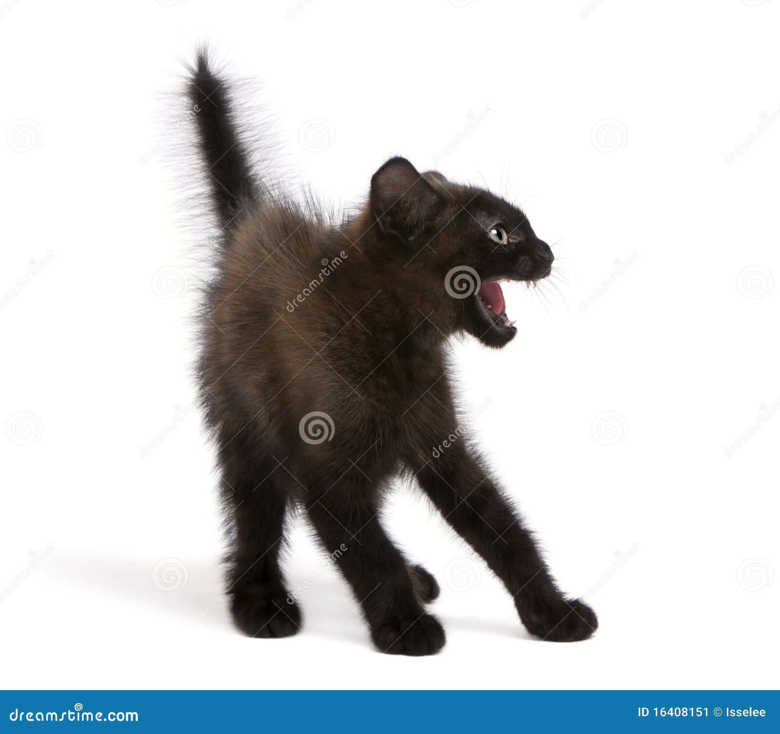 frightened black kitten standing