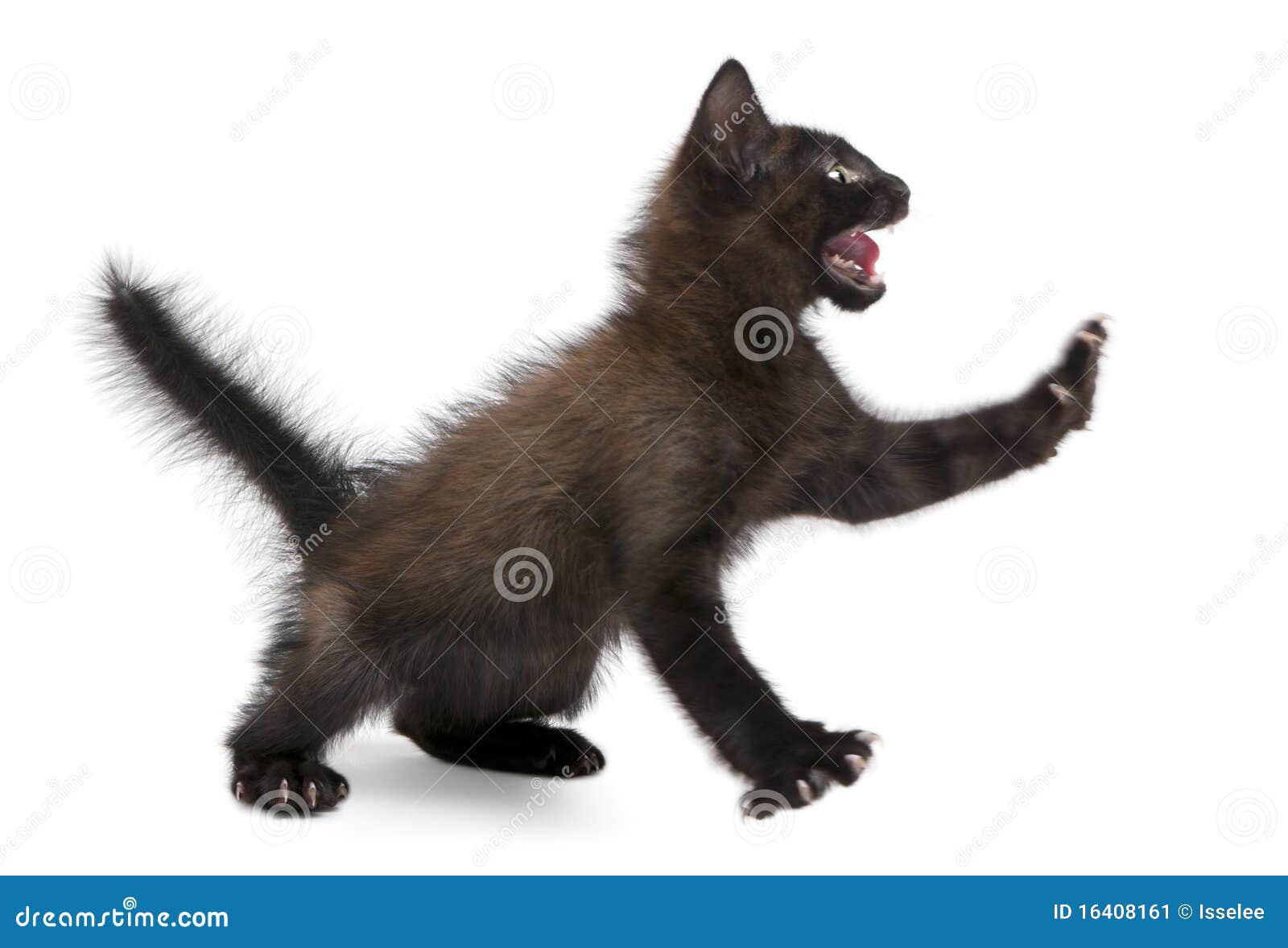 frightened black kitten standing