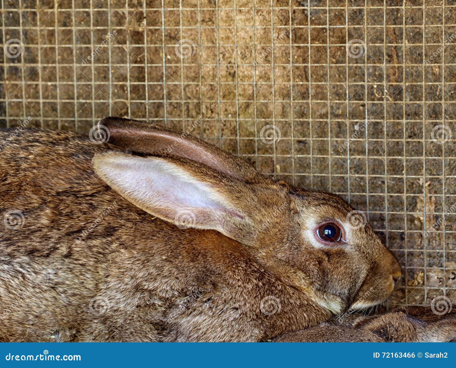 Frightened Brown Rabbit in Cage. Stock Photo Image of production