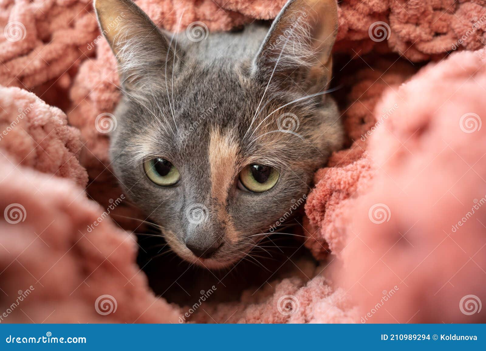 Frightened Cat Wrapped In Knitted Soft Plaid And With Suspicion Looks