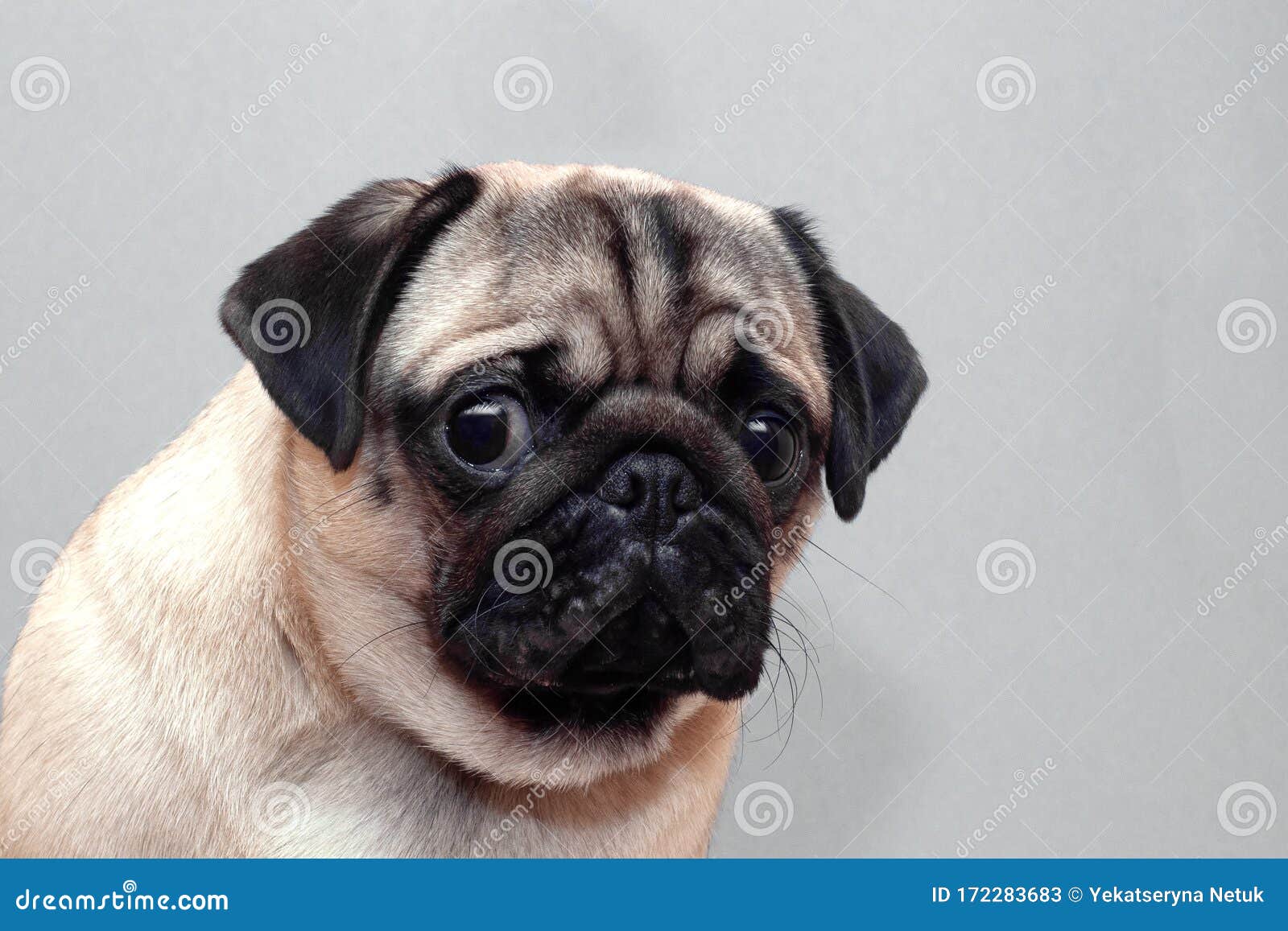 12,360 Pug Looking Photos - Free & Royalty-Free Stock Photos from Dreamstime