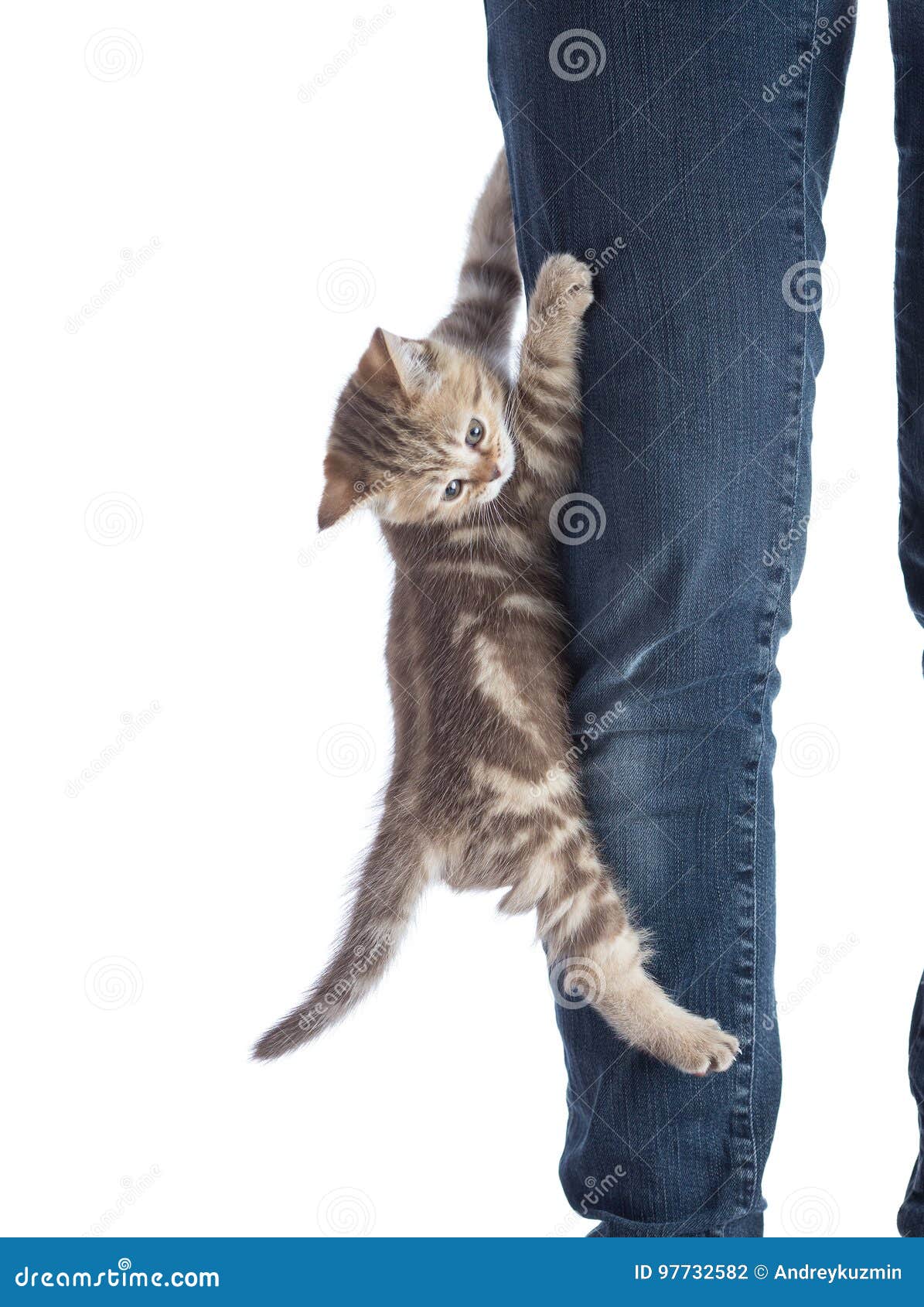 frightened kitten cat hanging on human leg
