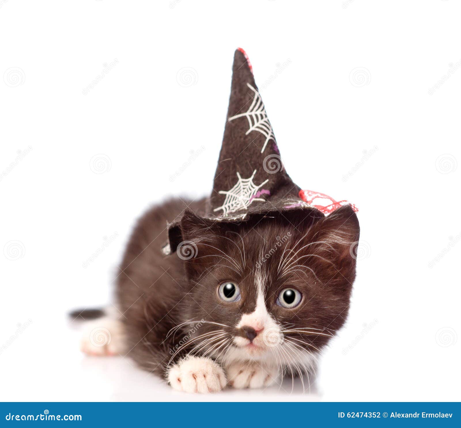 Frightened Kitten with Witch Hat for Halloween Stock Photo Image of