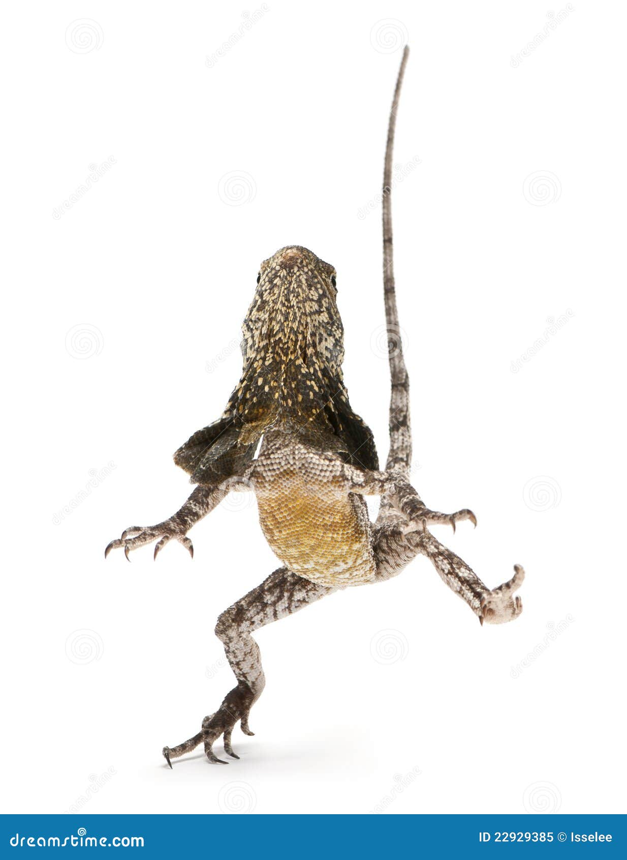 frilled lizard running