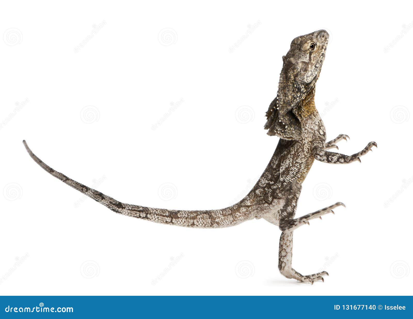 frilled lizard running