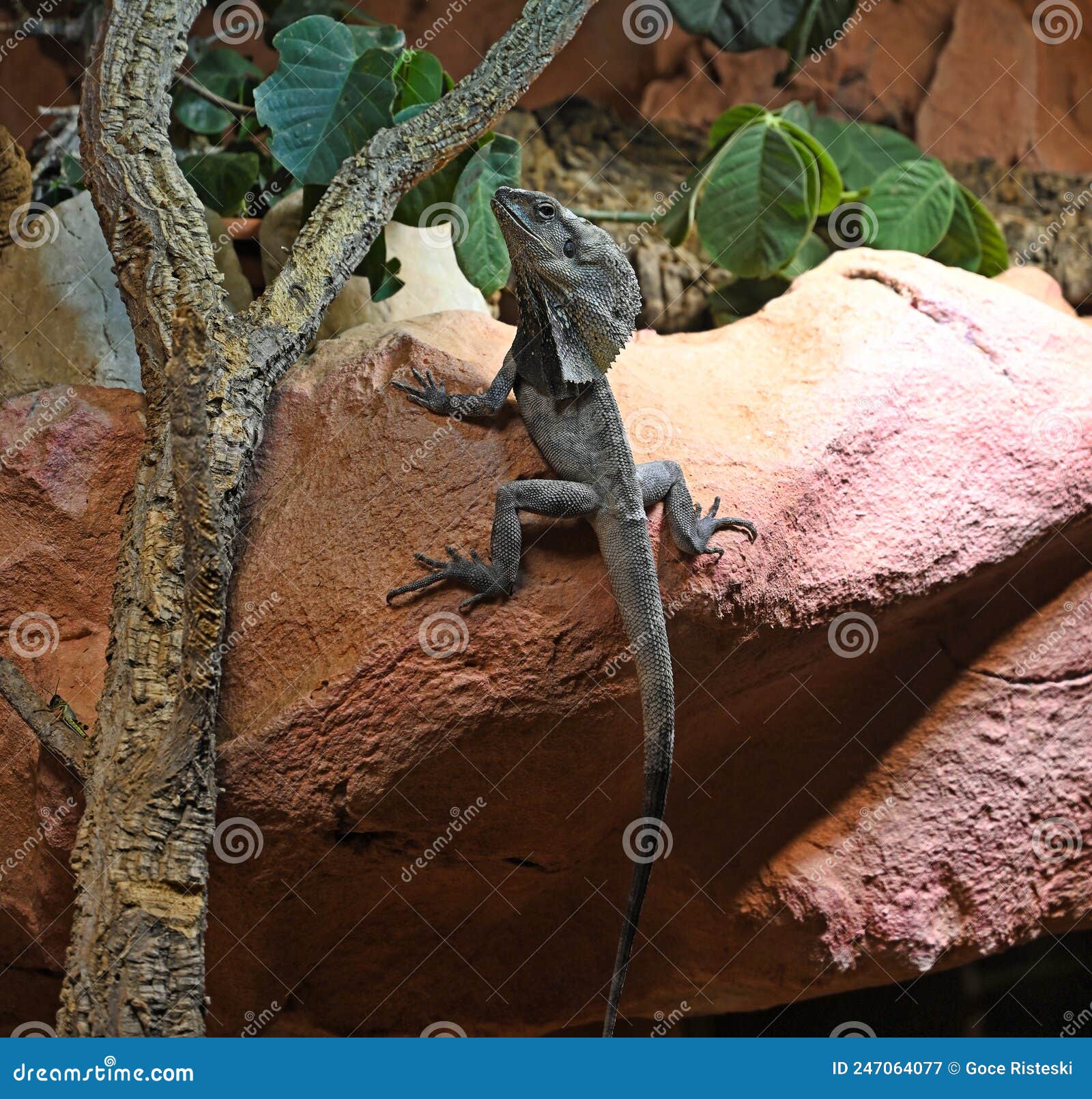 Frilled Lizard Stands on a Stone Stock Image Image of beauty