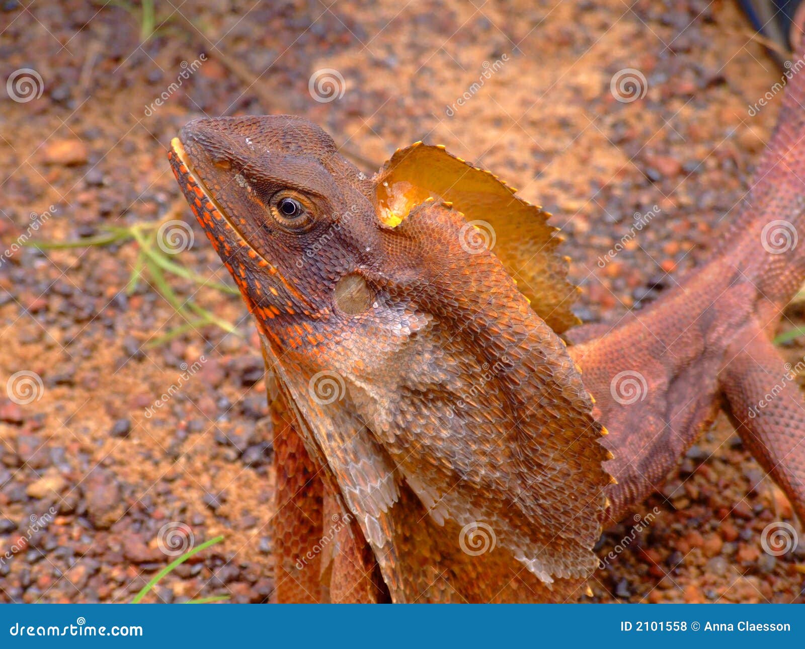 frilled-necked lizard