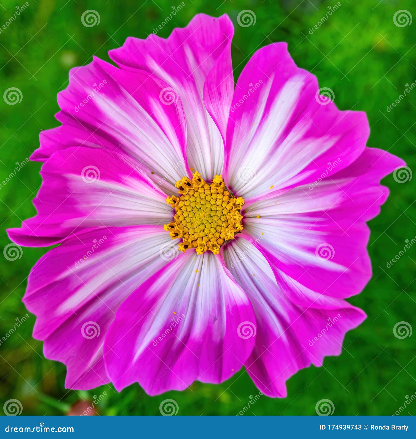 My Image 7