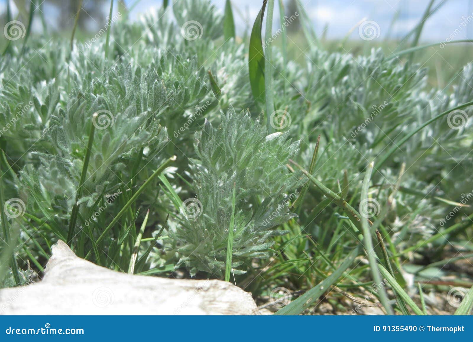Frringed Sagebrush Stock Photos Free & RoyaltyFree Stock Photos from