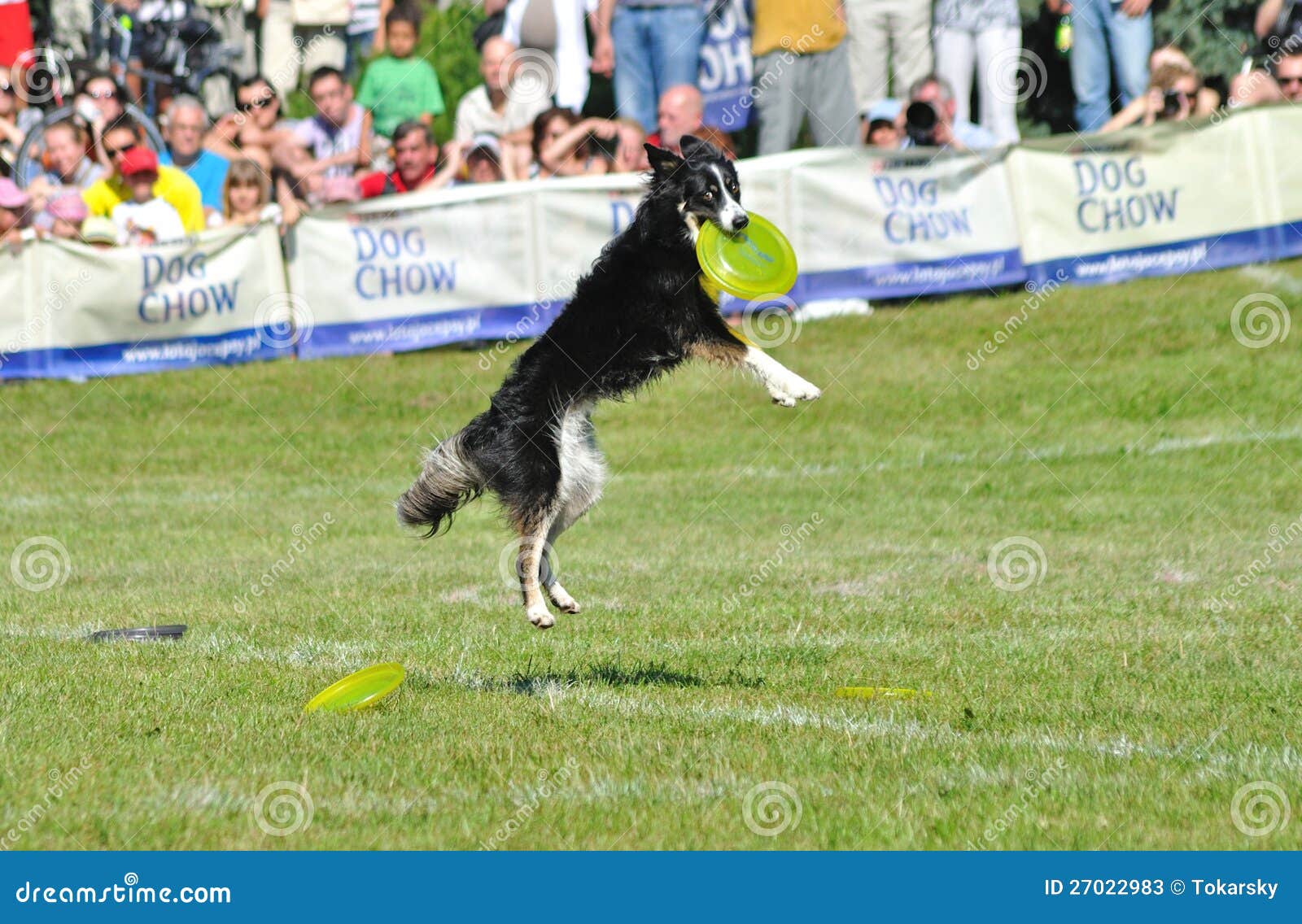 border collie frisbee competition