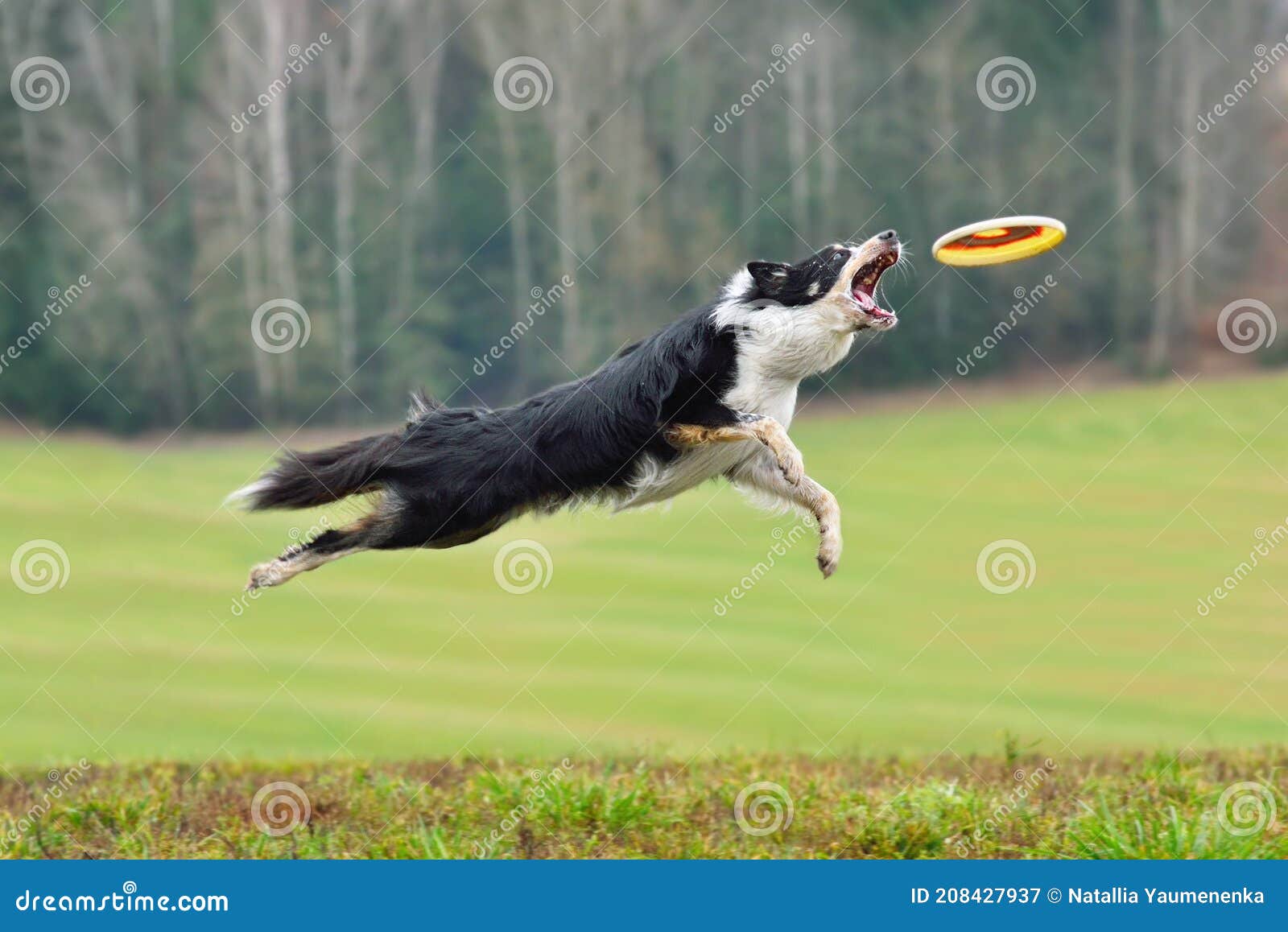 Frisbee De Capture De Chien Image stock - Image du crabot, cadre: 208427937