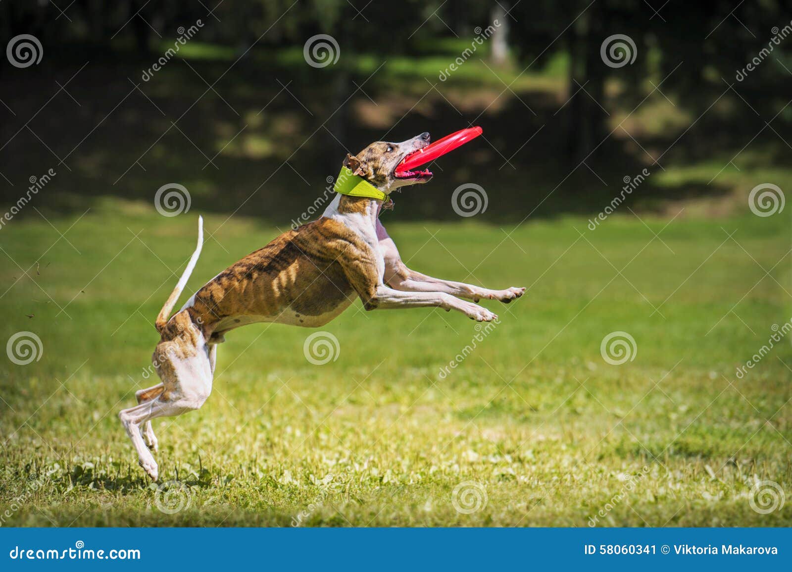 greyhound frisbee