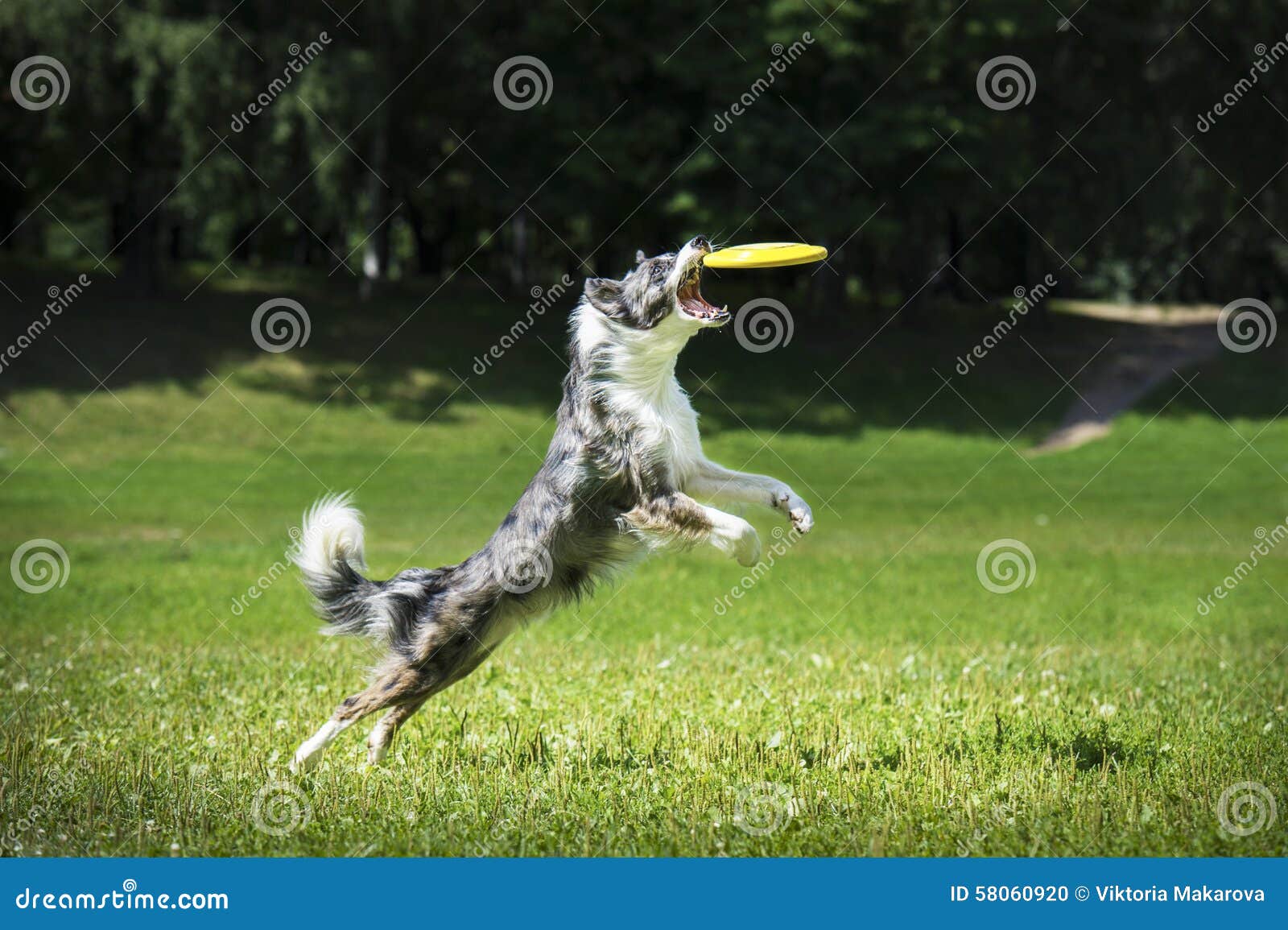 Frisbee Dog Catching Fliyng Disc Stock Photo Image of games, grass