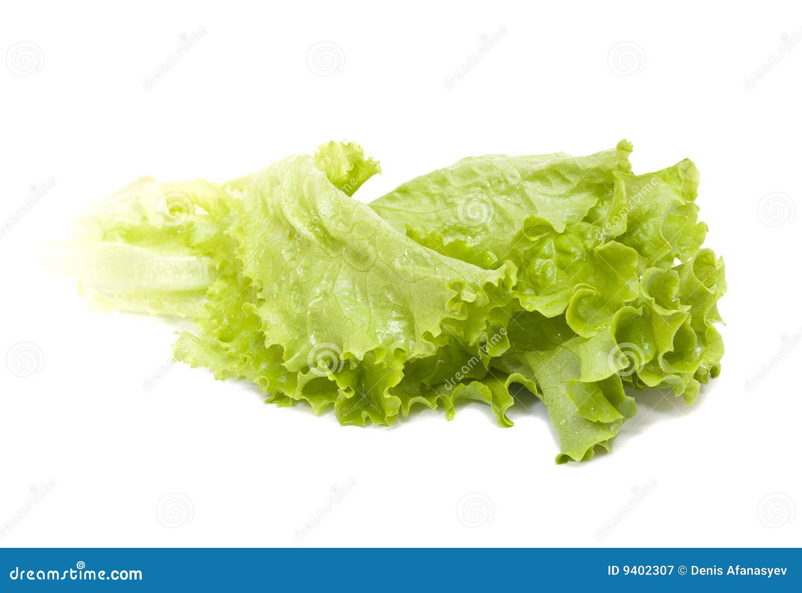 Frische Blätter des grünen Salats getrennt