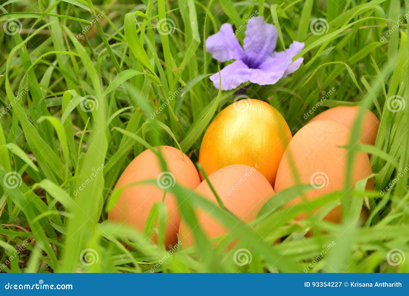 Frische Eier Mit Goldenem Eeg Und Purpurroter Blume Auf Grashintergrund ...