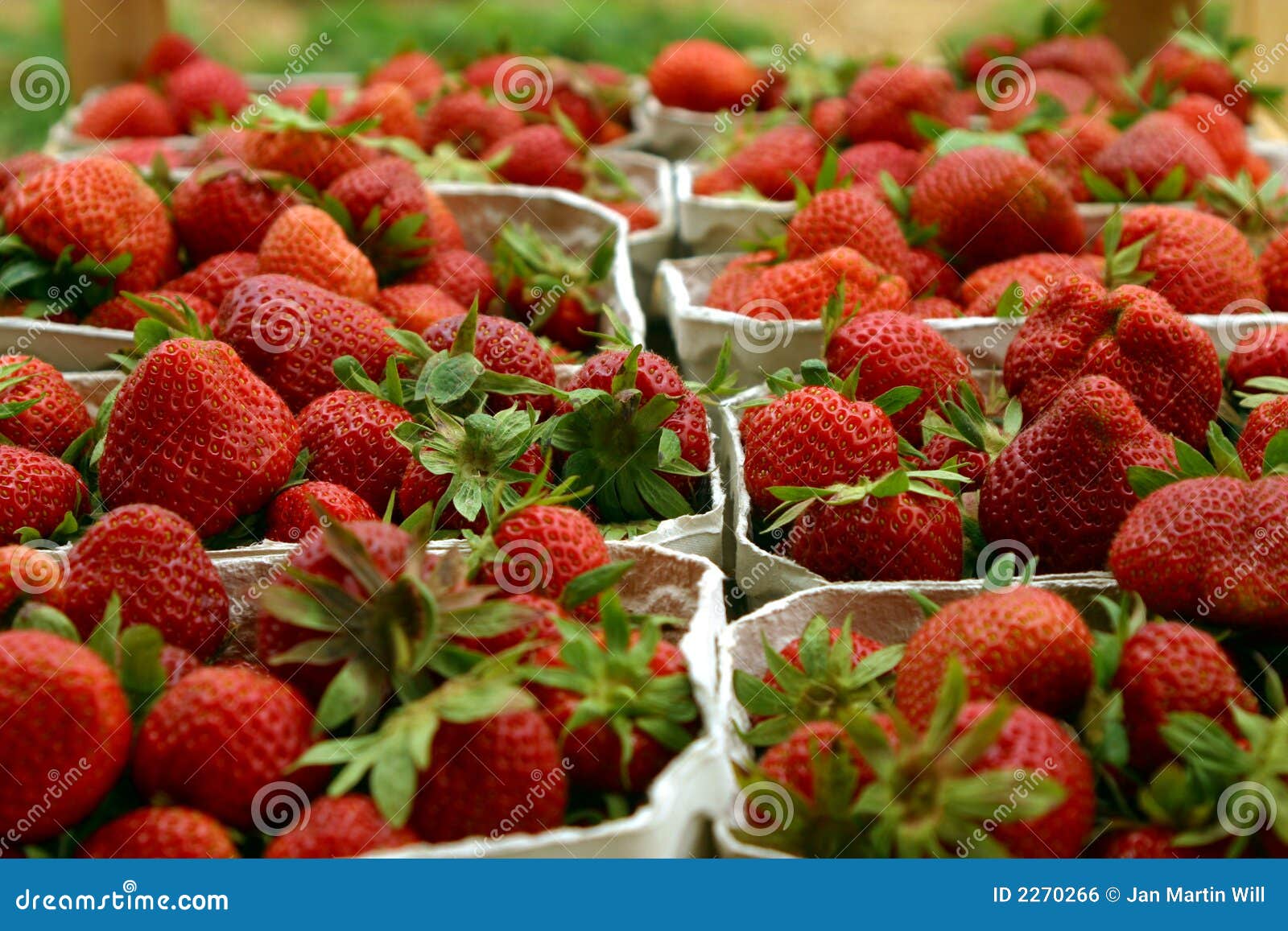 Frische Erdbeeren stockfoto. Bild von reif, beere, erzeugnis - 2270266