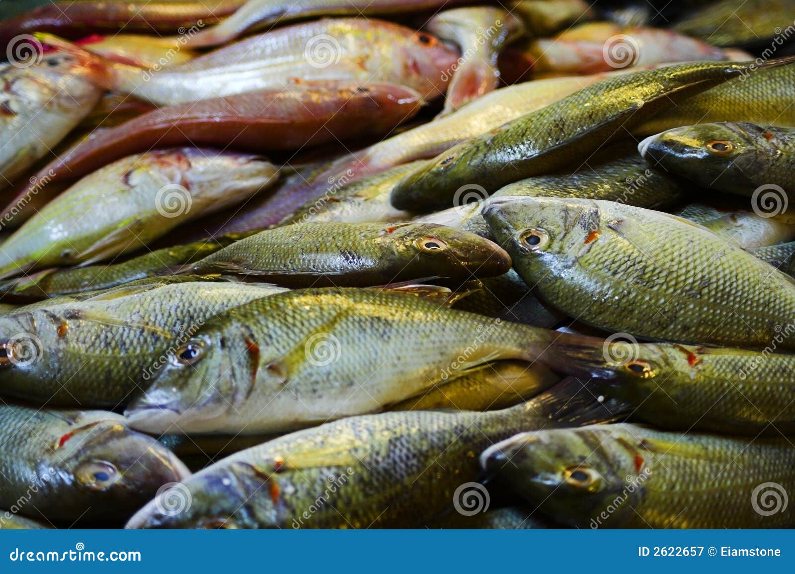Frische Fische in einem Fischmorgen-Fischmarkt.