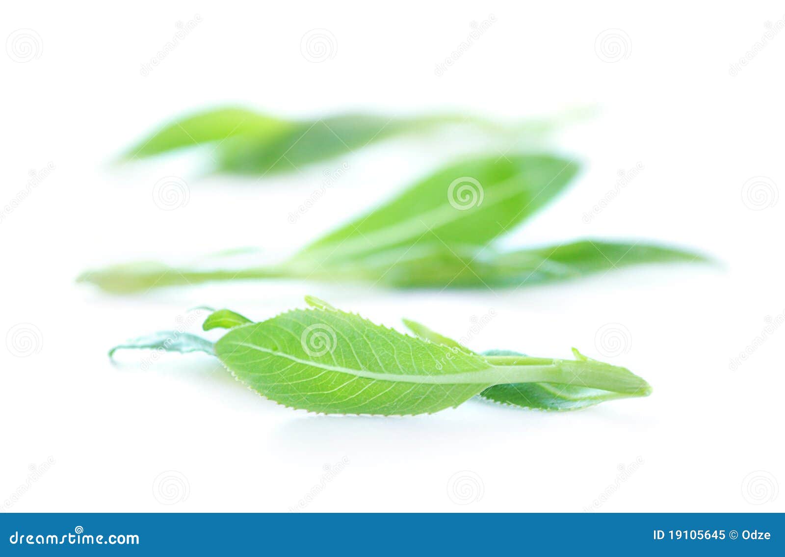 Frische Grünblätter getrennt auf weißem Hintergrund