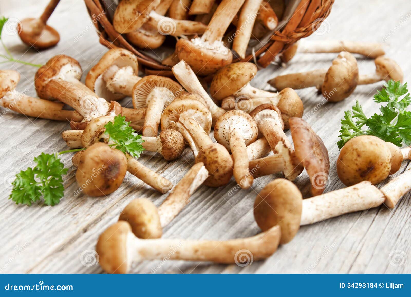 Frische Pilze (Armillaria Mellea) Stockfoto - Bild von gruppe ...